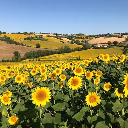 Pensión In House - Il Girasole On The Hills Of Senigallia, A Stones Throw From The Sea Roncitelli