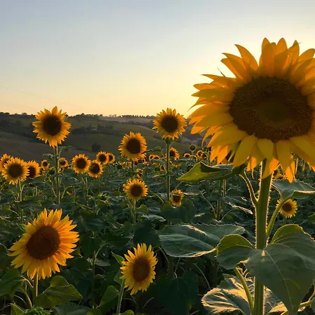 In House - Il Girasole On The Hills Of Senigallia, A Stones Throw From The Sea *